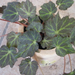 Begonia `Valparaiso`