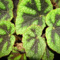 Begonia`Masoniana`_1