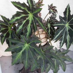 Begonia_Heracleifolia_1 Begonia_Heracleifolia_1