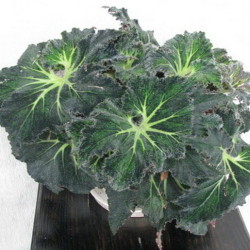 Begonia_Palomar Prince