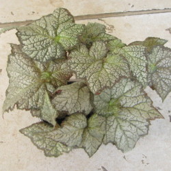 Begonia`November_Frost`_1 Begonia`November_Frost`_1