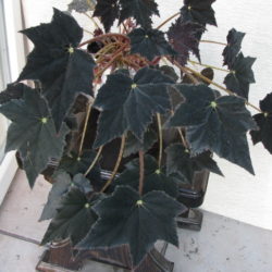 B.Black Velvet_1