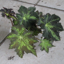 B.Cleopatra_1 B.Cleopatra_1