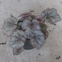 B.Dewdrop_4 B.Dewdrop_4