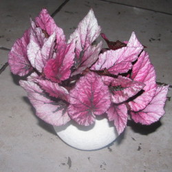 B.Indian Summer