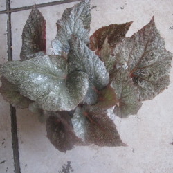 B.Yucon Frost