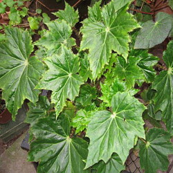 B.ricinifolia B.ricinifolia