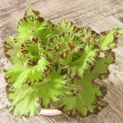 Begonia`Baby_Dress`