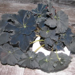 Begonia`Dark Mambo`