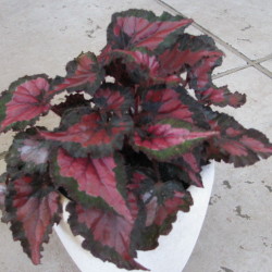Begonia_Inca_Night Begonia_Inca_Night