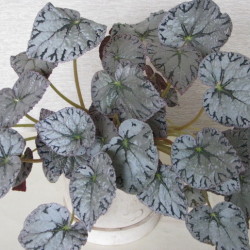 Begonia_Meisterstuck Begonia_Meisterstuck