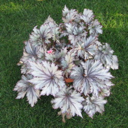 Begonia_Purple Snow_1JPG