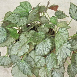 Begonia_QueenOlympus Begonia_QueenOlympus