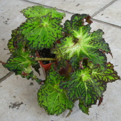 Begonia_Shamus_1