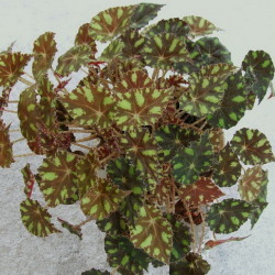 Begonia_bowerae_`Tiger` Begonia_bowerae_`Tiger`