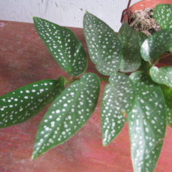 B.albo-picta_3 B.albo-picta_3