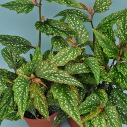 Begonia _Medora