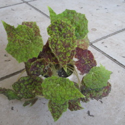 B.Marmaduke
