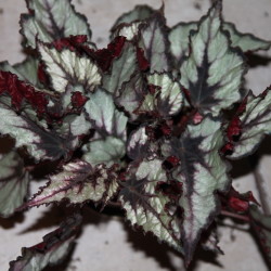 B.Magma_2