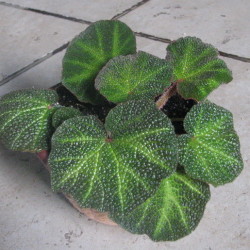B.soli-mutata-3