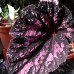 Begonia Vesuvius_5