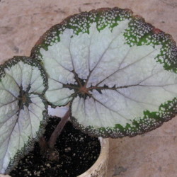 B.Silver Greenheart_1