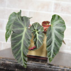 B.angularis_2 B.angularis_2