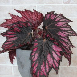 Begonia Helen Teupel_3