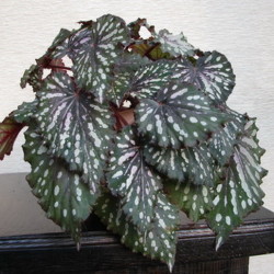 Begonia_Black Annie