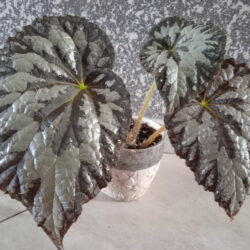 Begonia Silver Queen_2