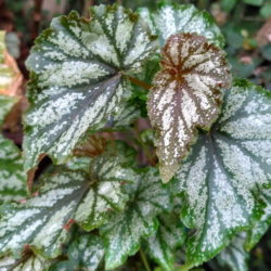 Begonia Orange County_5