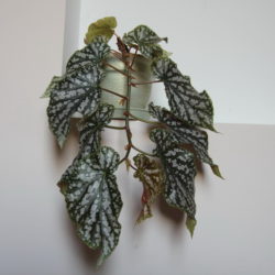 Begonia Tom-Ment_3 Begonia Tom-Ment_3