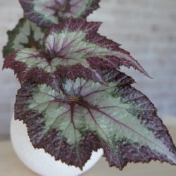 Begonia Sal`s Comet_4