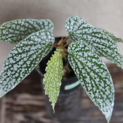 Begonia White Ice_1