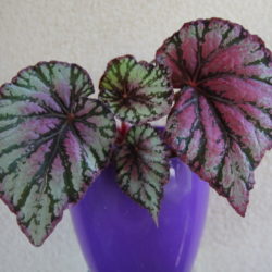 B.Venetian Red_3