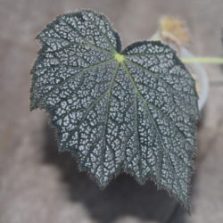 B.Speculata_2