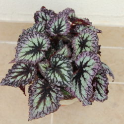 Begonia Fireworks_2
