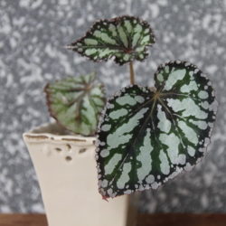 Begonia_Flash Dance-2