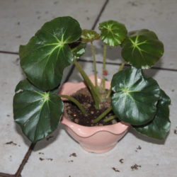 B.erythrophylla_feastii_1