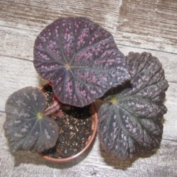 Begonia_Pandora