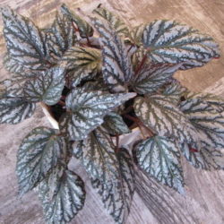 B.Jolly Silver_2