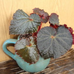 Begonia Midnight Magic_3