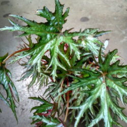 B.crassicaulis_1