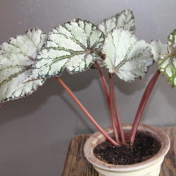 Begonia Fairy_6