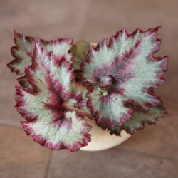 Begonia Uzu-momiji