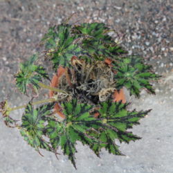B.Sea Urchin_2