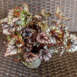 Begonia_Cumbia