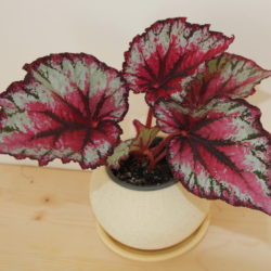 Begonia Color Vision_4
