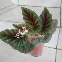 Begonia bartonea_1