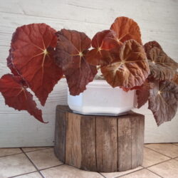 Begonia Autumn Ember